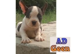 Show Quality French Buldog Pupies Avalible